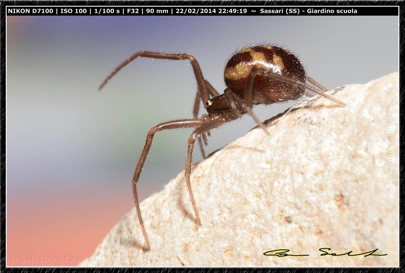 Steatoda grossa e Enoplognatha mandibularis - Sassari